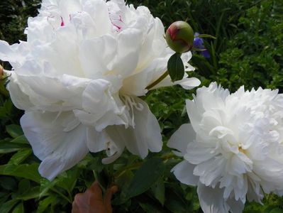 Festiva Maxima