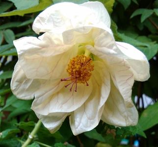 Abutilon alb gofrat