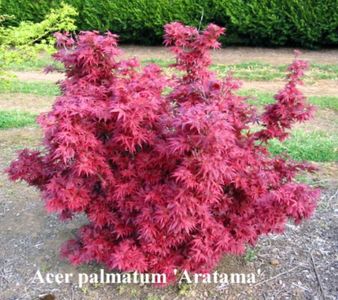 Acer palmatum Aratama