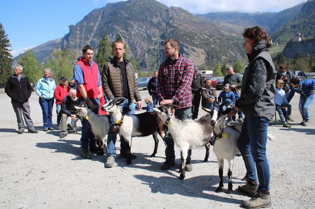 Capritele Paun la concurs