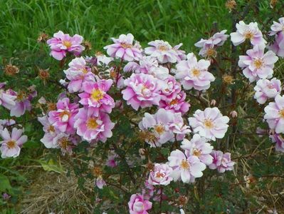 Burnet Irish Marbled