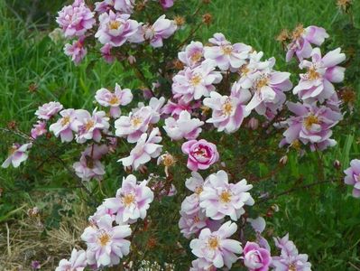 Burnet Irish Marbled