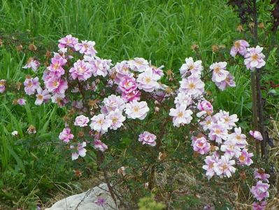 Burnet Irish Marbled