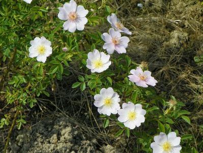 rosa canina