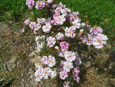 Burnet Irish Marbled