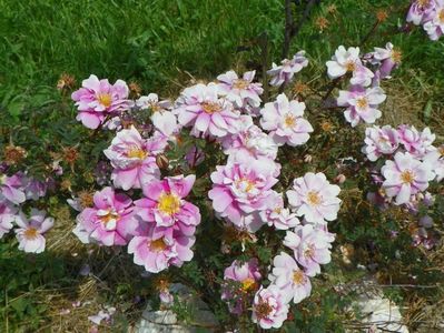 Burnet Irish Marbled