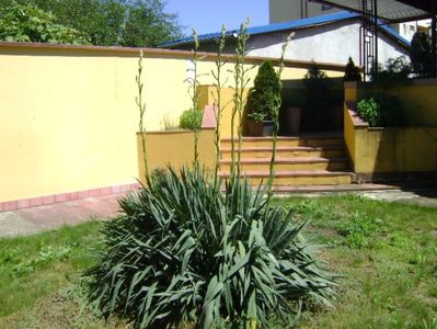 Yucca filamentosa, tije florale