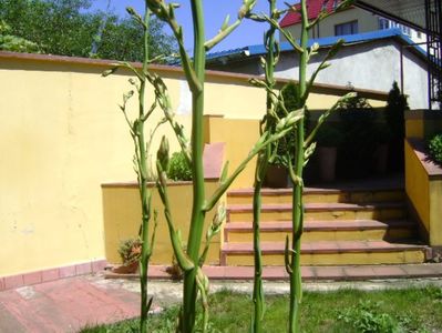 Yucca filamentosa, tije florale