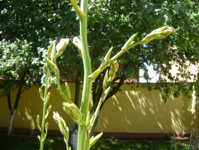 Yucca filamentosa, tije florale, detaliu