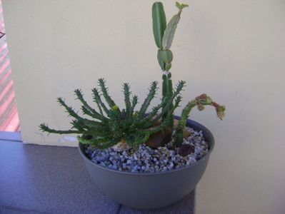 Euphorbia flanagani & Cissus quadrangularis & Crassula pyramidalis