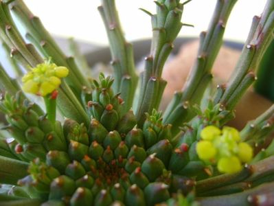 Euphorbia flanagani