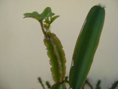 Cissus quadrangularis