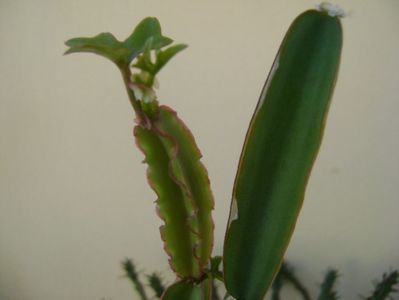 Cissus quadrangularis