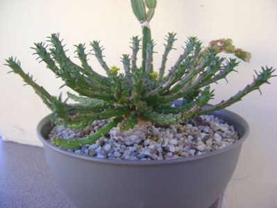 Euphorbia flanagani