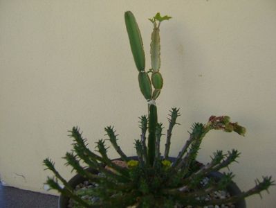 Euphorbia flanagani & Cissus quadrangularis & Crassula pyramidalis