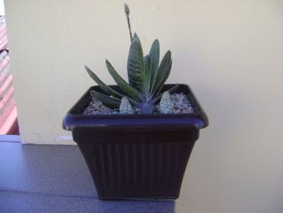 Gasteria little warty & Euphorbia mammillaris f. variegata