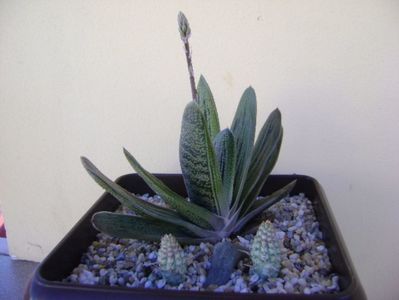 Gasteria little warty & Euphorbia mammillaris f. variegata