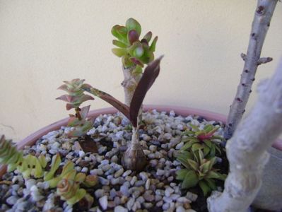 Grup de 7 suculente; Crassula orbicularis
Crassula marnieriana
Crassula ovata hobbit
Crassula perforata variegata
Kalanchoe orgyalis 
Kalanchoe hybrid elk antlers
Ledebouria socialis
