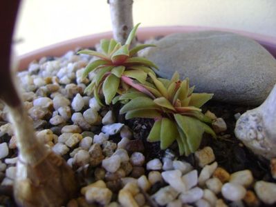 Crassula orbicularis