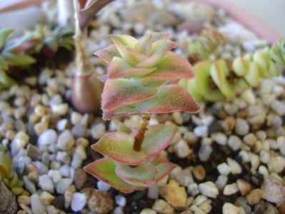 Crassula perforata variegata