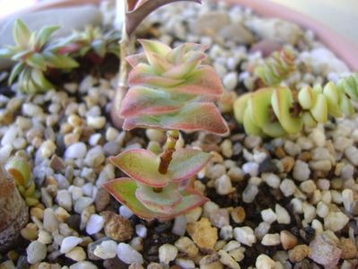 Crassula perforata variegata