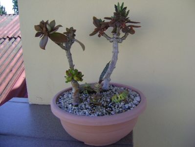 Grup de 7 suculente; Crassula orbicularis
Crassula marnieriana
Crassula ovata hobbit
Crassula perforata variegata
Kalanchoe orgyalis 
Kalanchoe hybrid elk antlers
Ledebouria socialis
