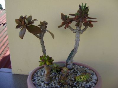 Grup de 7 suculente; Crassula orbicularis
Crassula marnieriana
Crassula ovata hobbit
Crassula perforata variegata
Kalanchoe orgyalis 
Kalanchoe hybrid elk antlers
Ledebouria socialis
