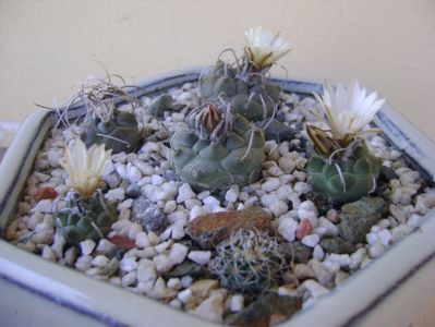 Grup de 6 Turbinicarpus; T. graminispinus
T. klinkerianus
T. schwarzii v. rubriflorus
T. pachystele
T. macrochele v.screvispinum
T. macrochele v. kupcakii
