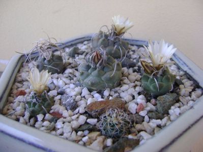 Grup de 6 Turbinicarpus; T. graminispinus
T. klinkerianus
T. schwarzii v. rubriflorus
T. pachystele
T. macrochele v.screvispinum
T. macrochele v. kupcakii
