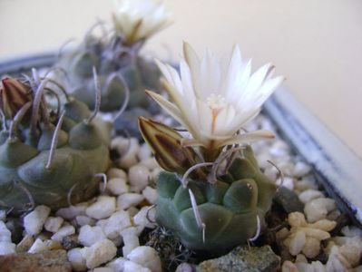 Turbinicarpus pachystele