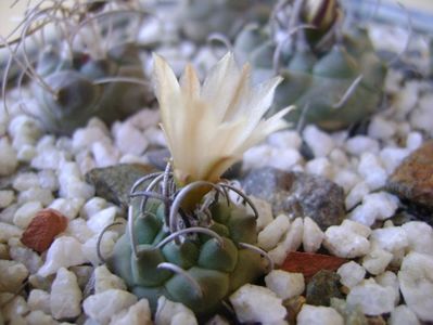 Turbinicarpus klinkerianus