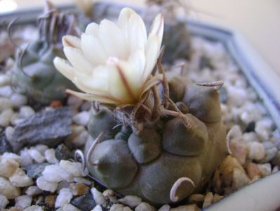 Turbinicarpus macrochele v. screvispinum