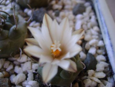 Turbinicarpus pachystele