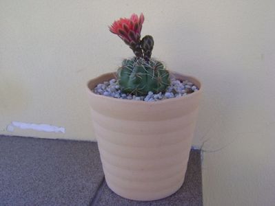 Gymnocalycium baldianum