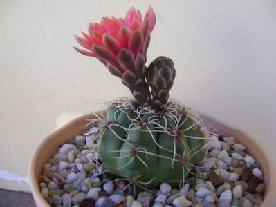 Gymnocalycium baldianum