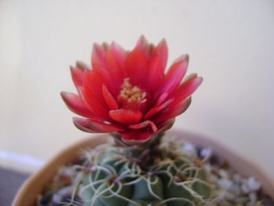 Gymnocalycium baldianum