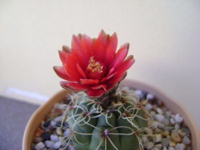 Gymnocalycium baldianum