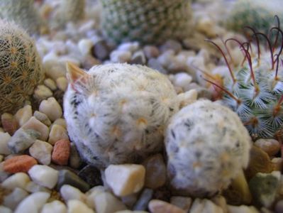 Mammillaria duwei