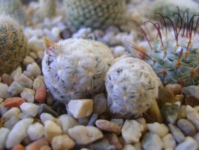 Mammillaria duwei