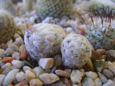 Mammillaria duwei