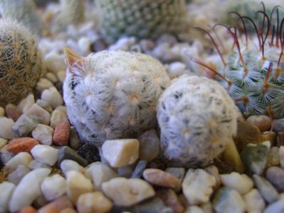 Mammillaria duwei