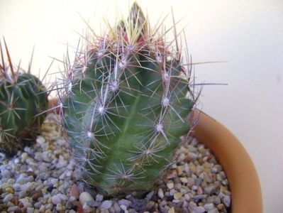 Thelocactus bicolor ssp. pottsii