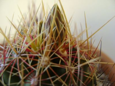 Thelocactus bicolor ssp. pottsii