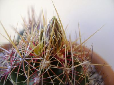 Thelocactus bicolor ssp. pottsii, detaliu