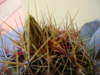 Thelocactus bicolor ssp. pottsii, detaliu