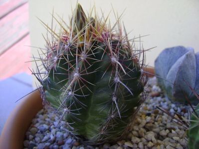 Thelocactus bicolor ssp. pottsii