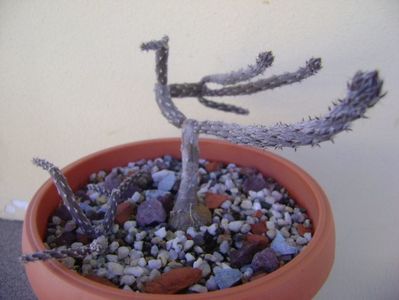 Pterocactus tuberosus