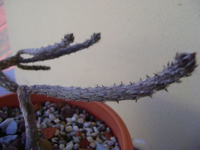 Pterocactus tuberosus