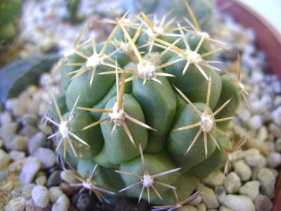 Thelocactus leucacanthus