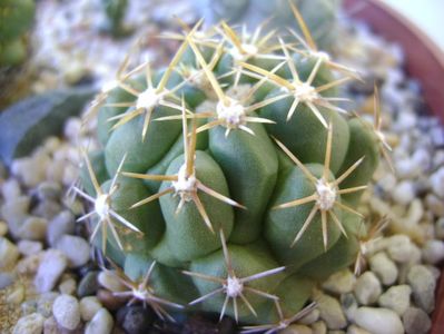 Thelocactus leucacanthus